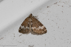 Perizoma alchemillata