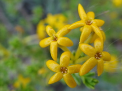 Lasiosiphon deserticola