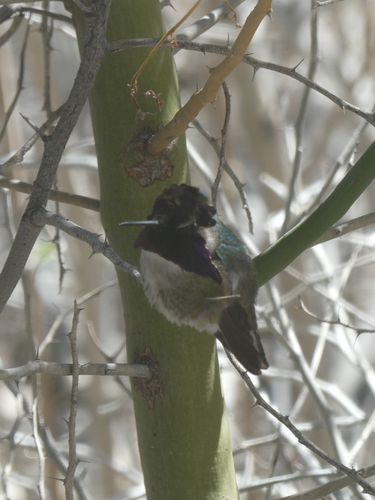 iNaturalist observation photo of Costa's Hummingbird