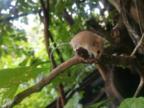 Asian Long-tailed Climbing Mouse (Vandeleuria oleraceus) — Data Deficient Mammalia