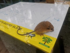 Vandeleuria oleraceus