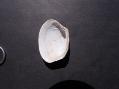 Ruditapes decussatus