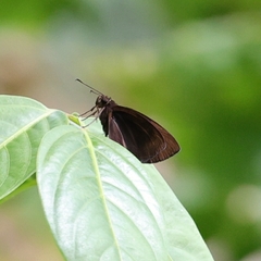 Ancistroides nigrita