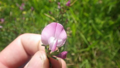 Ononis spinosa spinosa