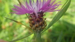 Centaurea jacea jacea