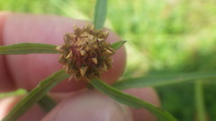 Centaurea jacea jacea