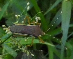 Anasa varicornis
