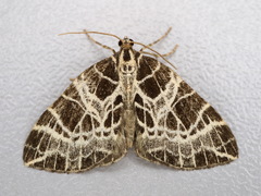 Eustroma reticulata