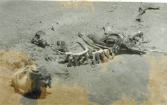 Globicephala melas