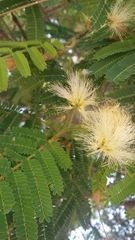 Albizia lebbeck