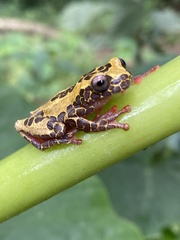 Dendropsophus triangulum