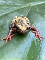 Dendropsophus triangulum