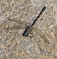 Progomphus joergenseni