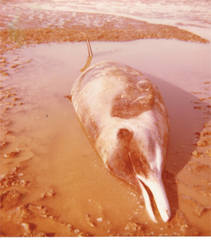 Mesoplodon layardii