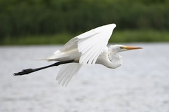 Ardea alba