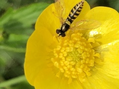 Sphaerophoria interrupta