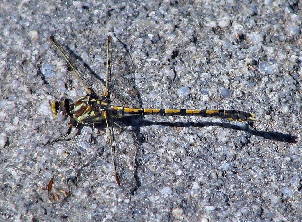 Progomphus joergenseni