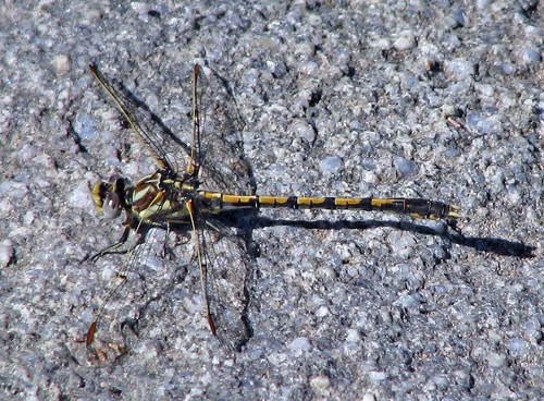 Progomphus joergenseni