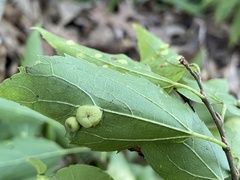 Pachypsylla celtidisumbilicus