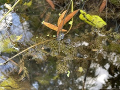Utricularia australis