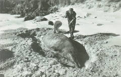 Mesoplodon