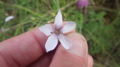 Linum tenuifolium