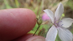 Linum tenuifolium