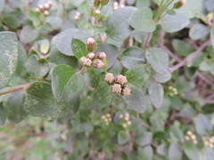 Ageratina calaminthifolia
