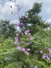 Thalictrum delavayi