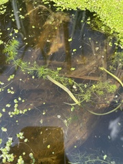 Utricularia australis