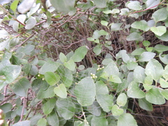 Ageratina calaminthifolia