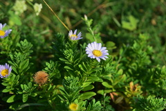 Aster asa-grayi