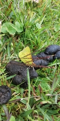 Colias dimera