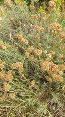 Helichrysum italicum