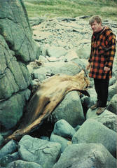 Balaenoptera acutorostrata