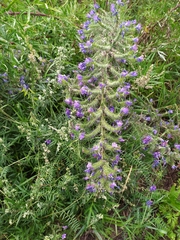 Echium vulgare