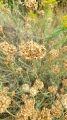 Helichrysum italicum