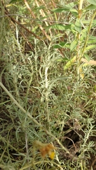 Helichrysum italicum