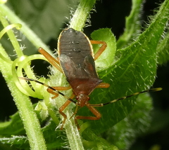 Anasa varicornis