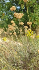 Helichrysum italicum