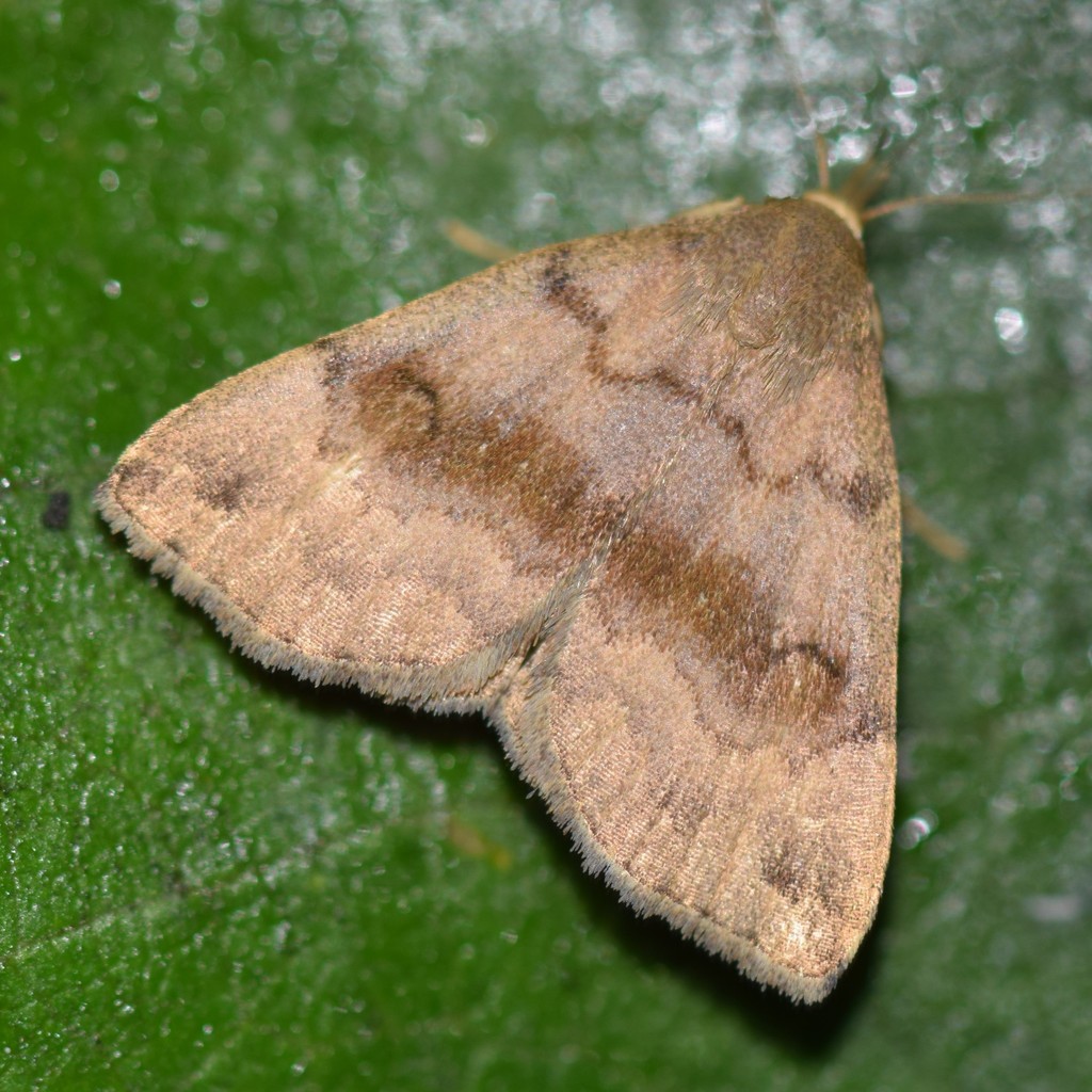 Dark Phalaenostola Moth