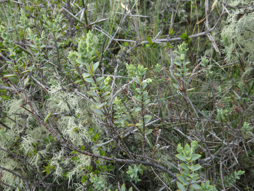 Veronica pimeleoides