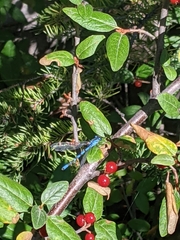 Coenagrion interrogatum