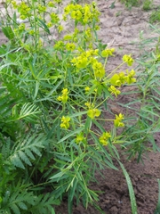 Euphorbia virgata