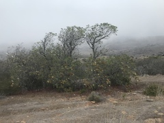Lyonothamnus floribundus