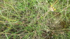 Anthyllis vulneraria vulneraria