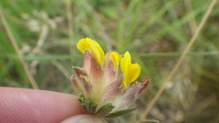 Anthyllis vulneraria vulneraria