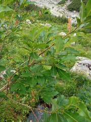 Salix silesiaca