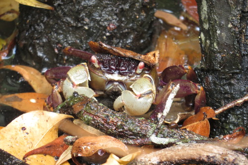 Tiomanium indicum