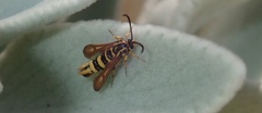 Penstemonia clarkei